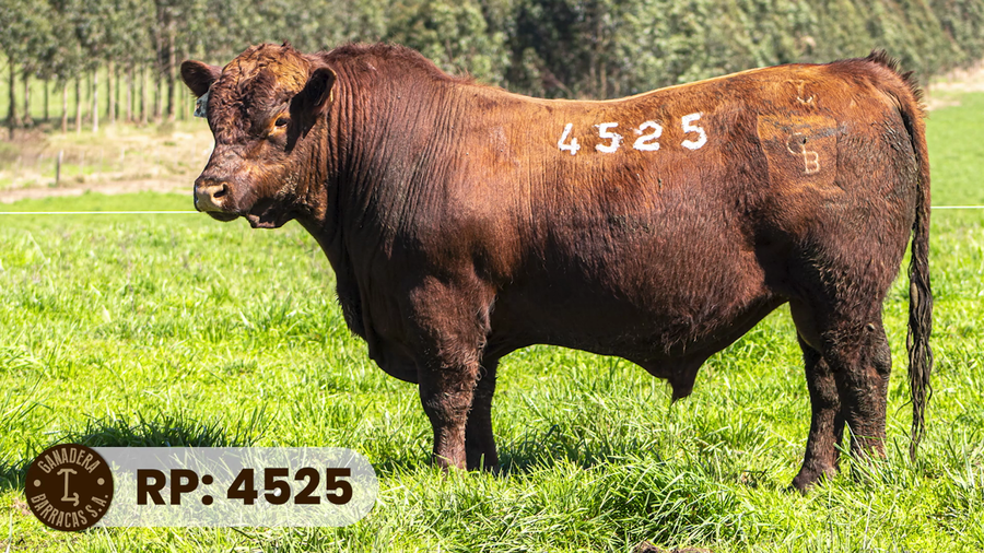 Lote RP 4525