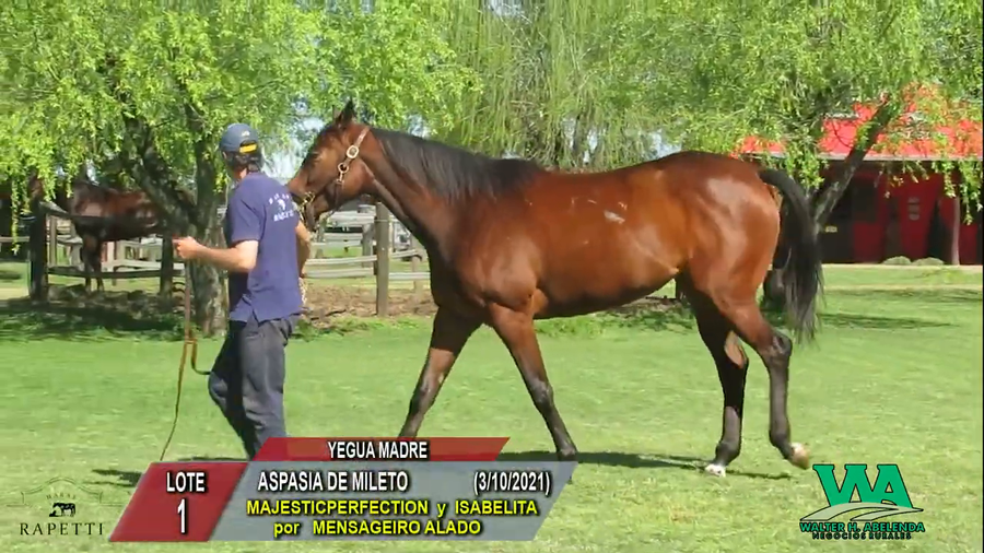 Lote ASPASIA DE MILETO