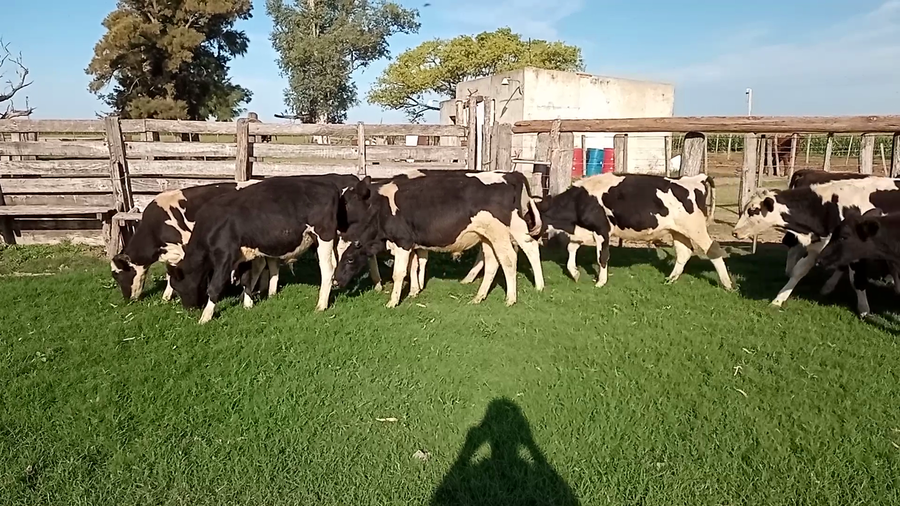 Lote 23 Terneros en Santa Fe, Las Palmeras