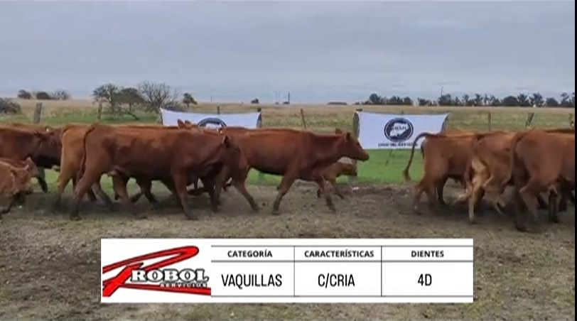 Lote VAQUILLAS CON CRÍA ABERDEEN ANGUS "LA NENA"