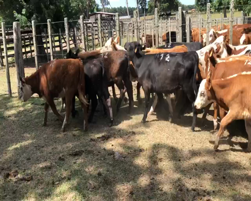 Lote 20 Terneras en Cerro Largo, Cerro Largo