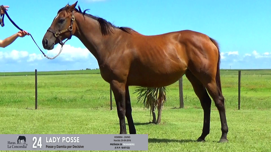 Lote LADY POSSE