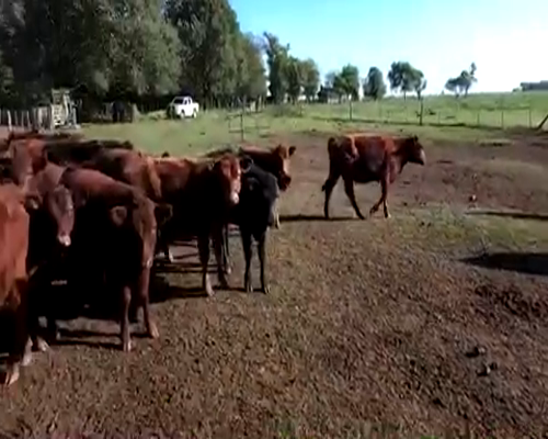 Lote 70 Terneras de 175 Kgs en Salto, Buenos Aires