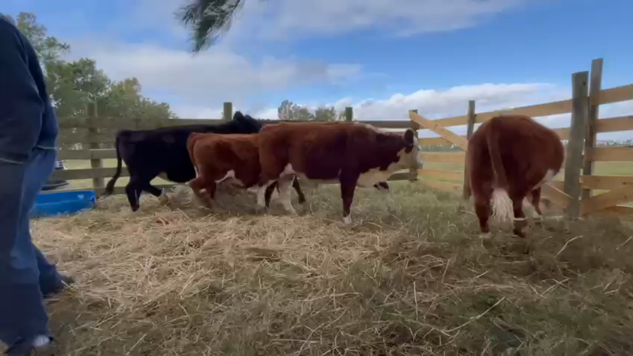 Lote 7 Novillos 1 a 2 años en Kiyú, San José