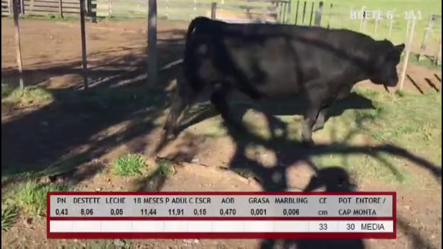 Lote TOROS ABERDEEN ANGUS