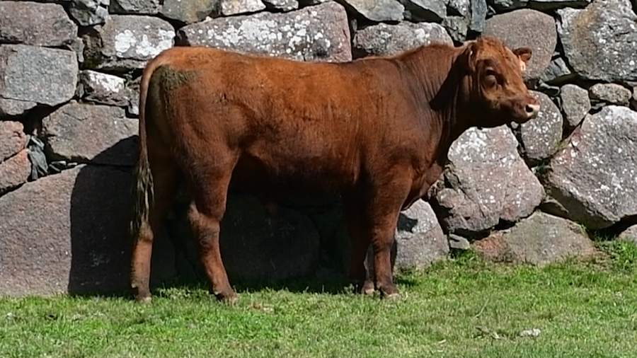 Lote 3 Toros a remate en Toros en San José, San José