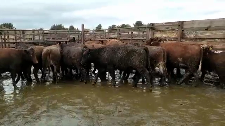 Lote 40 Vaquilla Gorda en Los Ángeles, VIII Región Biobío