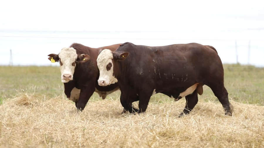 Lote Toros