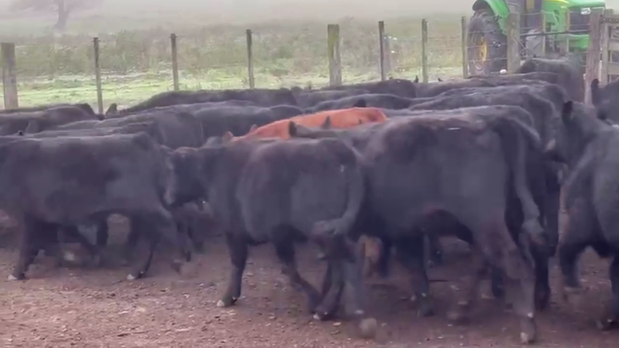 Lote 75 TERNS. MACHOS, CNEL. SUAREZ, BS. AS.