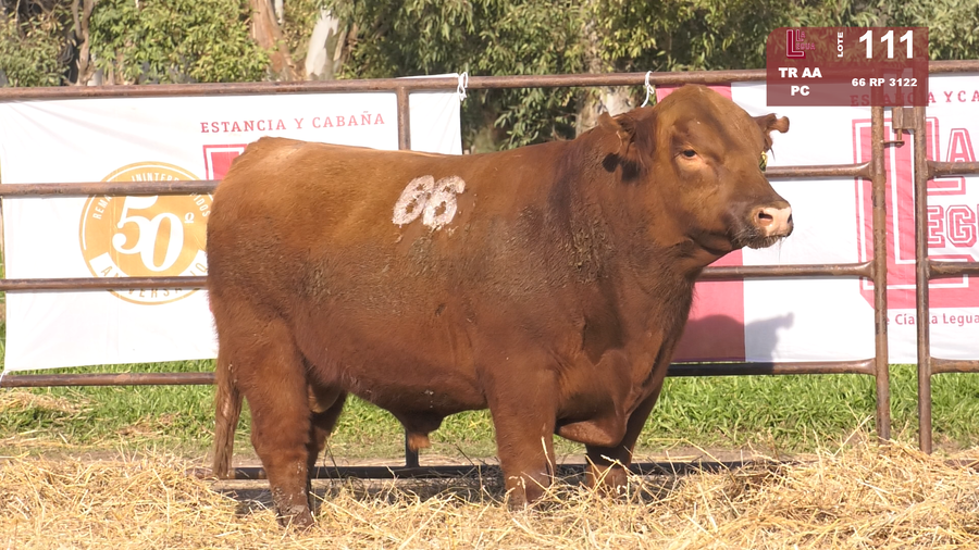 Lote TOROS ANGUS COLORADOS  PC