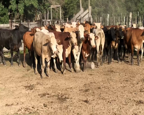 Lote 40 Novillitos en Misión San Fco., Formosa