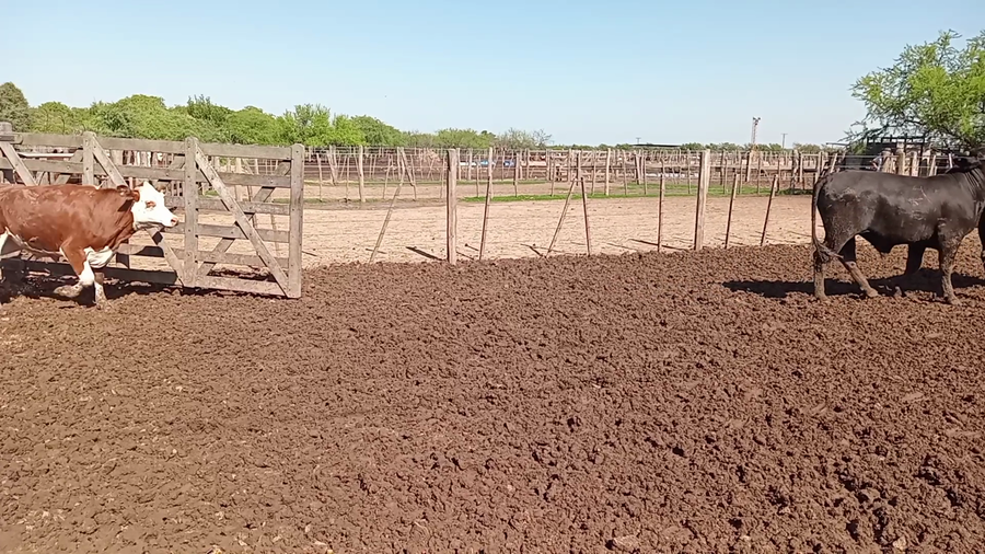 Lote 45 Novillitos y vaquillonas Cruzas en Cululú, Santa Fe