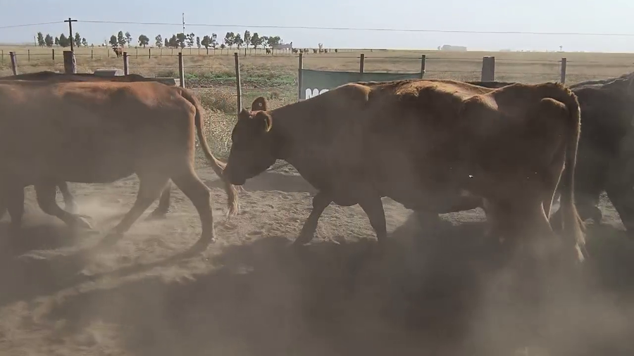 Lote 27 Vacas p/ Invernar en Espartillar