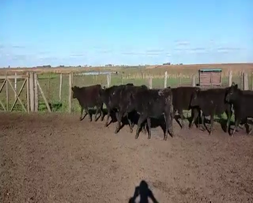 Lote 65 Terneros en Pirovano, Buenos Aires