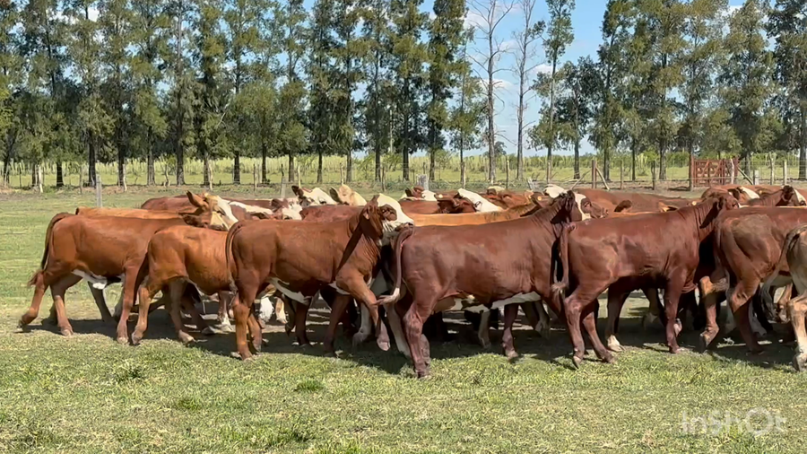 Lote 70 Terneros/as en Corrientes, Perugorría
