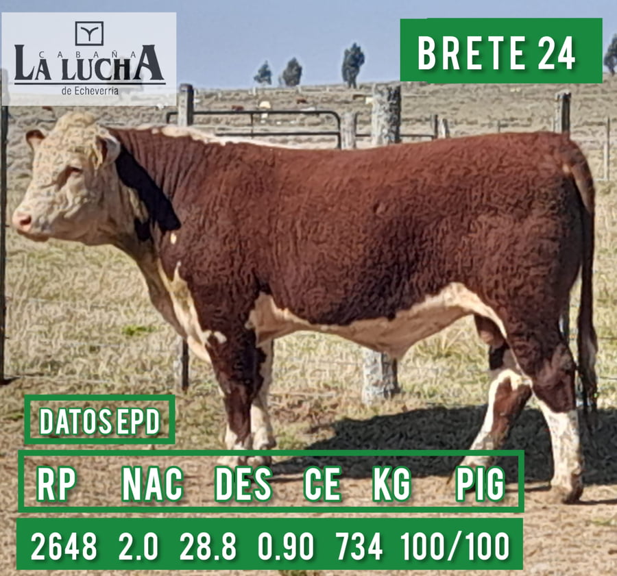 Lote TOROS POLLED HEREFORD PI