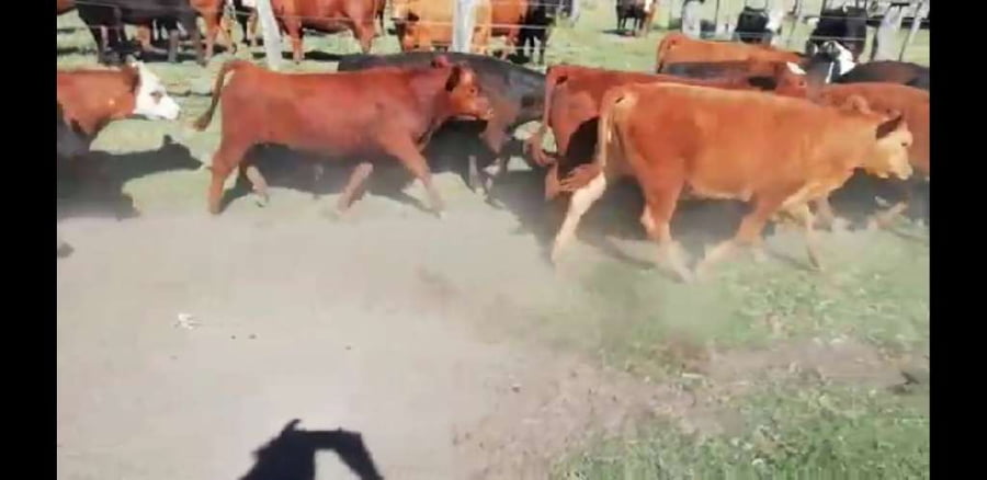 Lote 40 Terneros/as en Entre Ríos, Villaguay