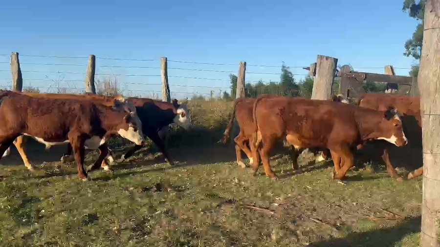 Lote 110 Terneros