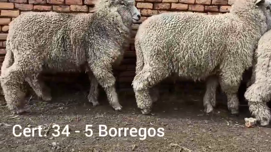 Lote BORREGOS