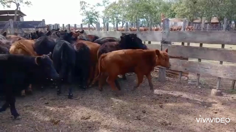 Lote 100 Terneros en Gral. Paz, Buenos Aires