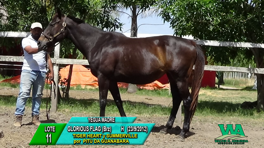 Lote GLORIOUS FLAG (Brz)