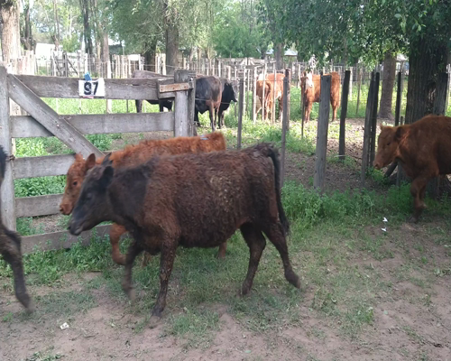 Lote 25 Terneras en Gral. Lamadrid, Buenos Aires
