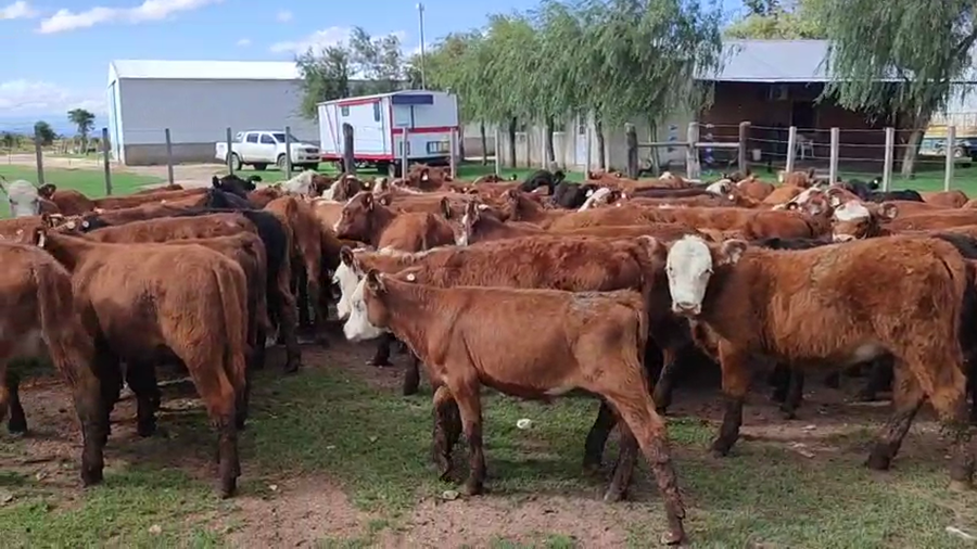 Lote 110 Terneras