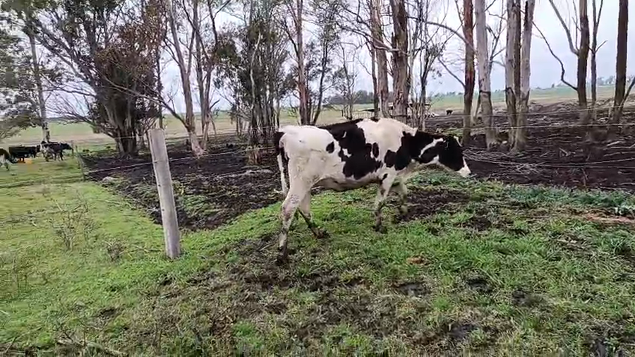 Lote Vaquillonas  a remate en Pantalla Camy 350kg - , San José