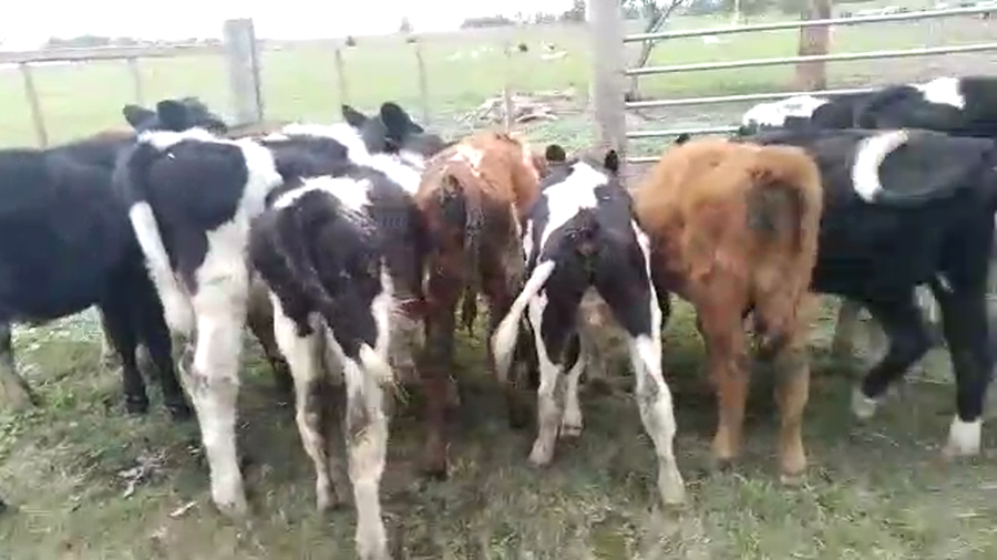 Lote 20 terneros holando y cruza