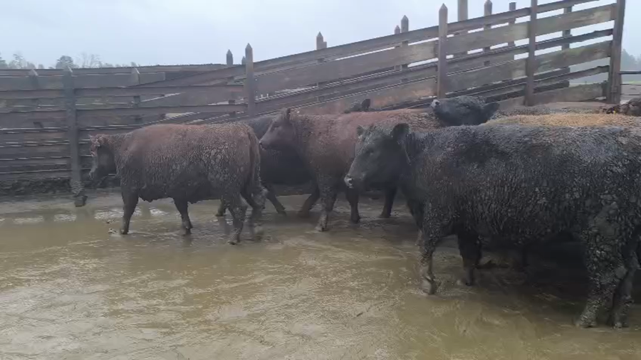 Lote 20 Vaquilla Gorda en Los Ángeles, VIII Región Biobío