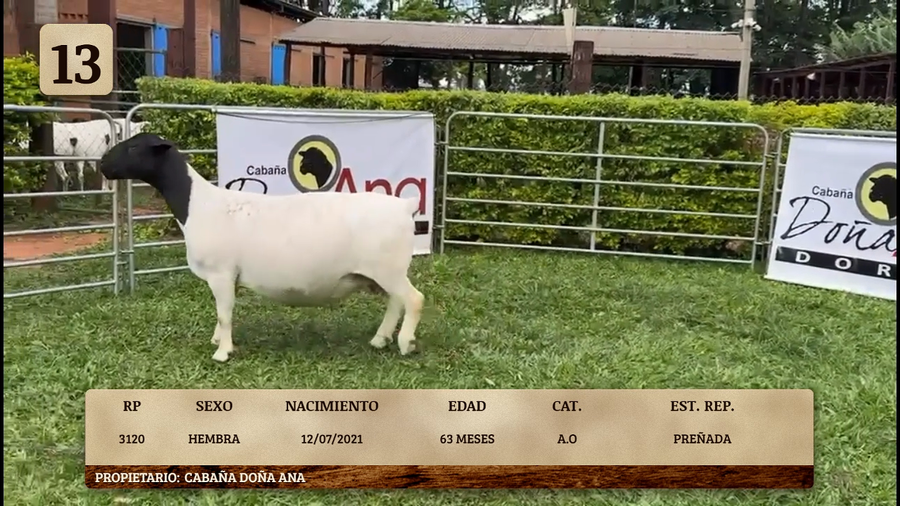Lote LOTE 13