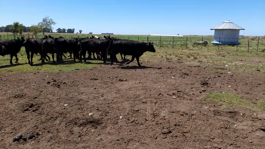 Lote 14 Novillitos en Laprida, Buenos Aires