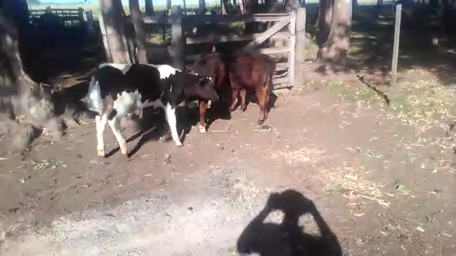 Lote 2 Terneros Cruza AA