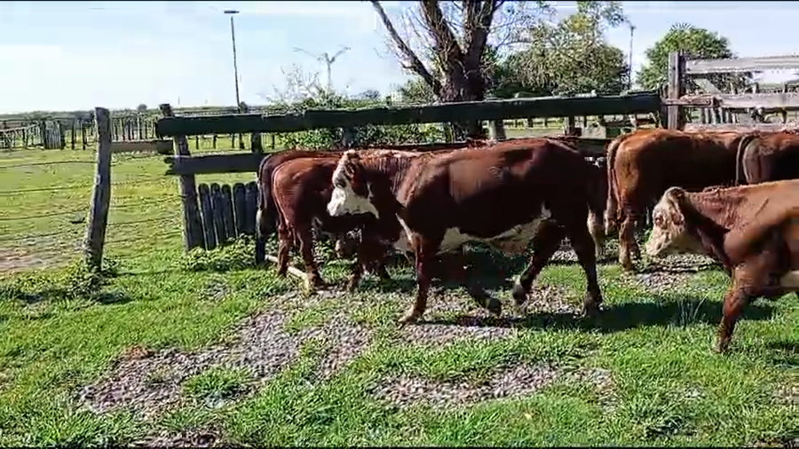 Lote 10 Terneros en Corrientes, Curuzú-Cuatiá