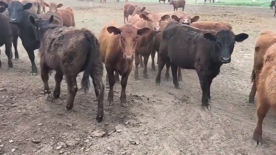 Lote 65 Terneras y Vaquillonas