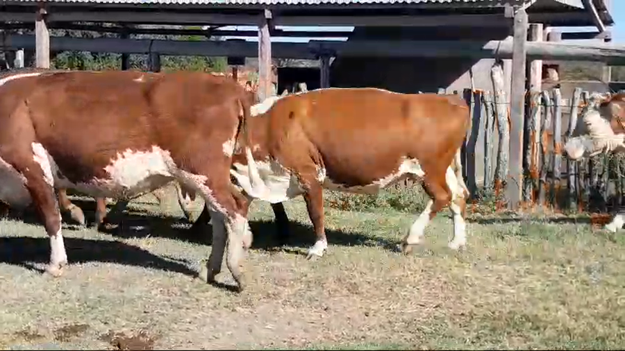 Lote 27 Vacas usadas preñadas en Corrientes, Curuzú-Cuatiá