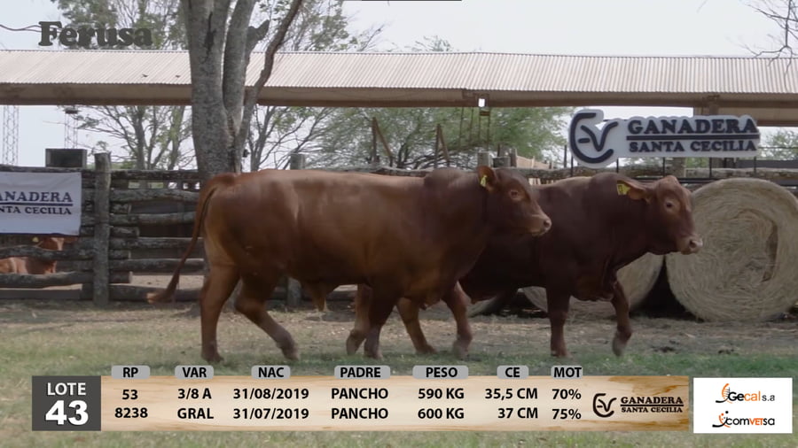 Lote Ganadera Santa Cecilia - Lote 43