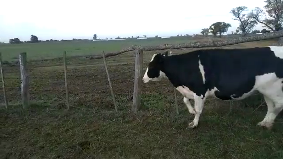 Lote 3 Vaquillonas preñadas Holando Argentino en Sarmiento, Santa Fe