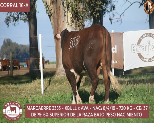 Lote Toro Braford Cabaña El Retiro