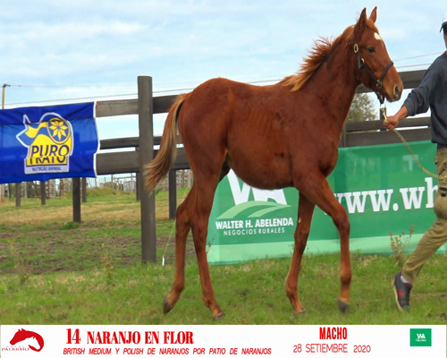 Lote NARANJO EN FLOR