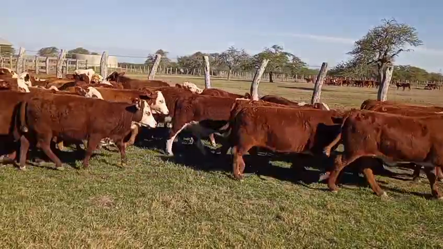 Lote 67 Terneras