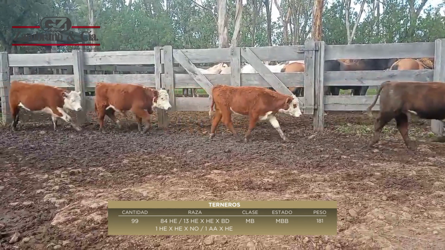 Lote 99 Terneros 84HE,  13HExHExBD,  1HExHExNO,  1AAxHE  a remate en 6º Expo Nacional Hereford 181kg -  en puntas de arerungua