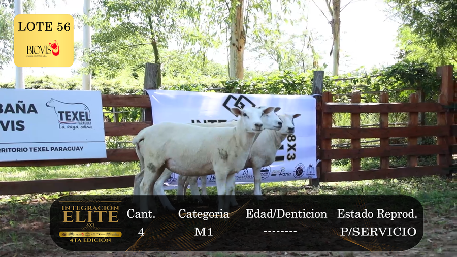 Lote LOTE 56