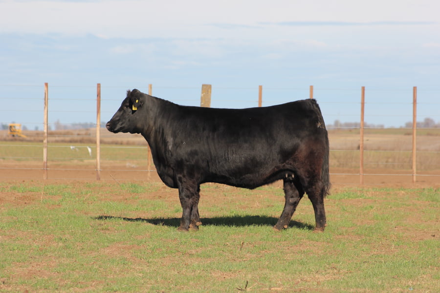 Lote VAQUILLONAS PURAS DE PEDIGREE