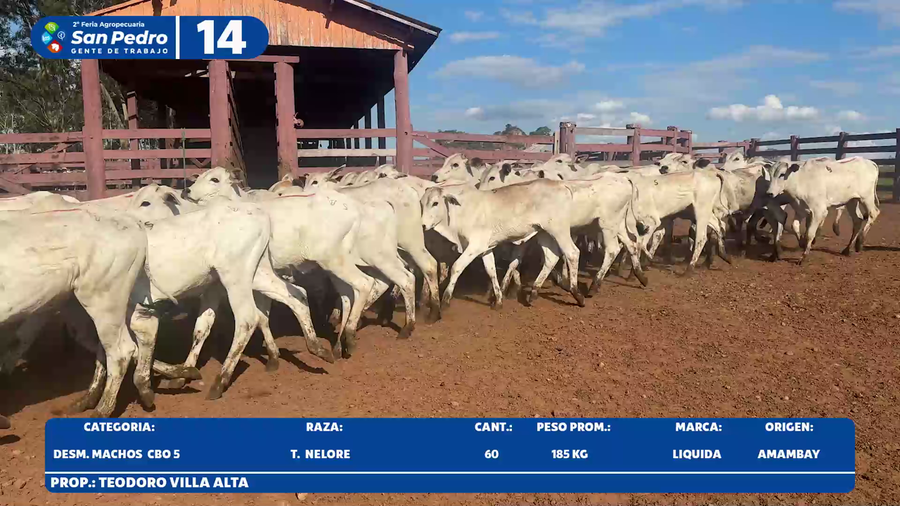 Lote LOTE 14