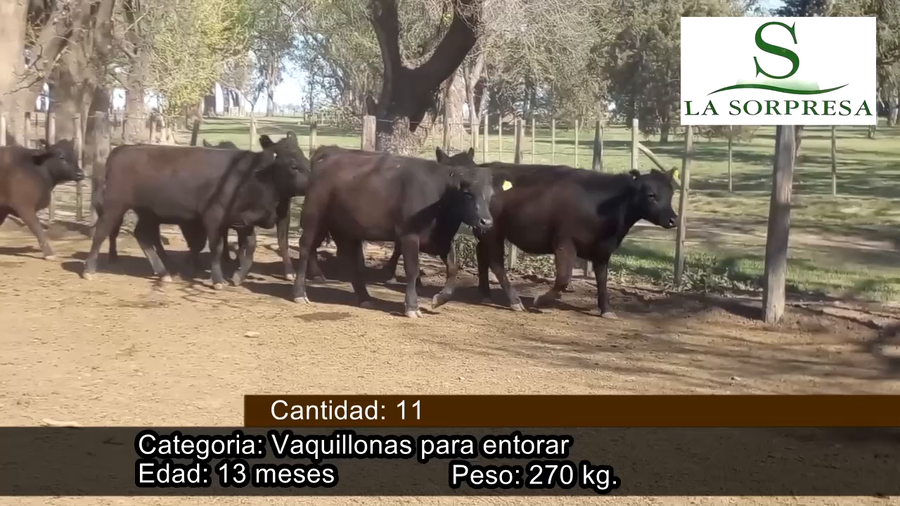 Lote VAQUILLONAS P/ SERVICIO