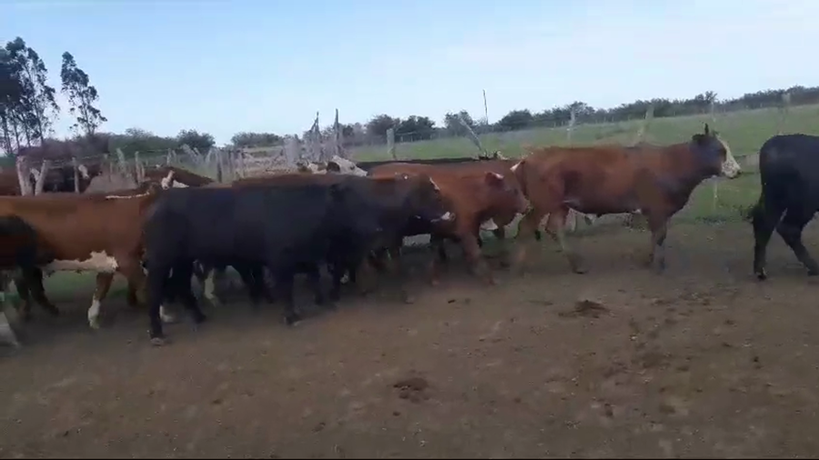Lote 18 Novillos