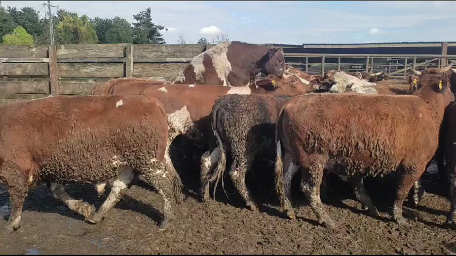 Lote 20 Novillo Gordo en Los Ángeles, VIII Región Biobío