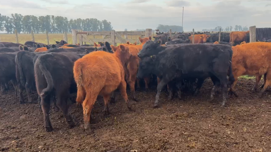 Lote 47 Terneras