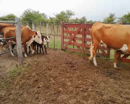 Lote 25 Vacas medio uso en Federal, Entre Ríos